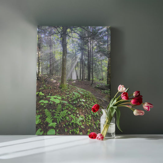 "Morning Light on the Long Trail" - Gallery Wrapped Canvas - Hiking With Stickers '24