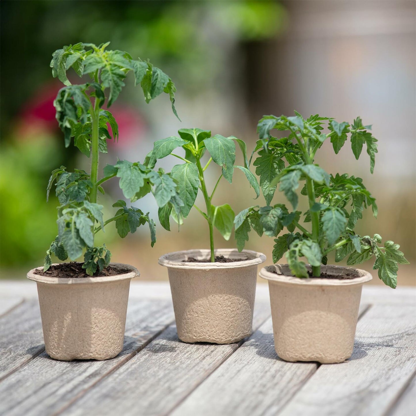 [Like New] Back to the Roots Organic Plantable Seed Starting Pots 4.25" Wide Brown 8 Ct