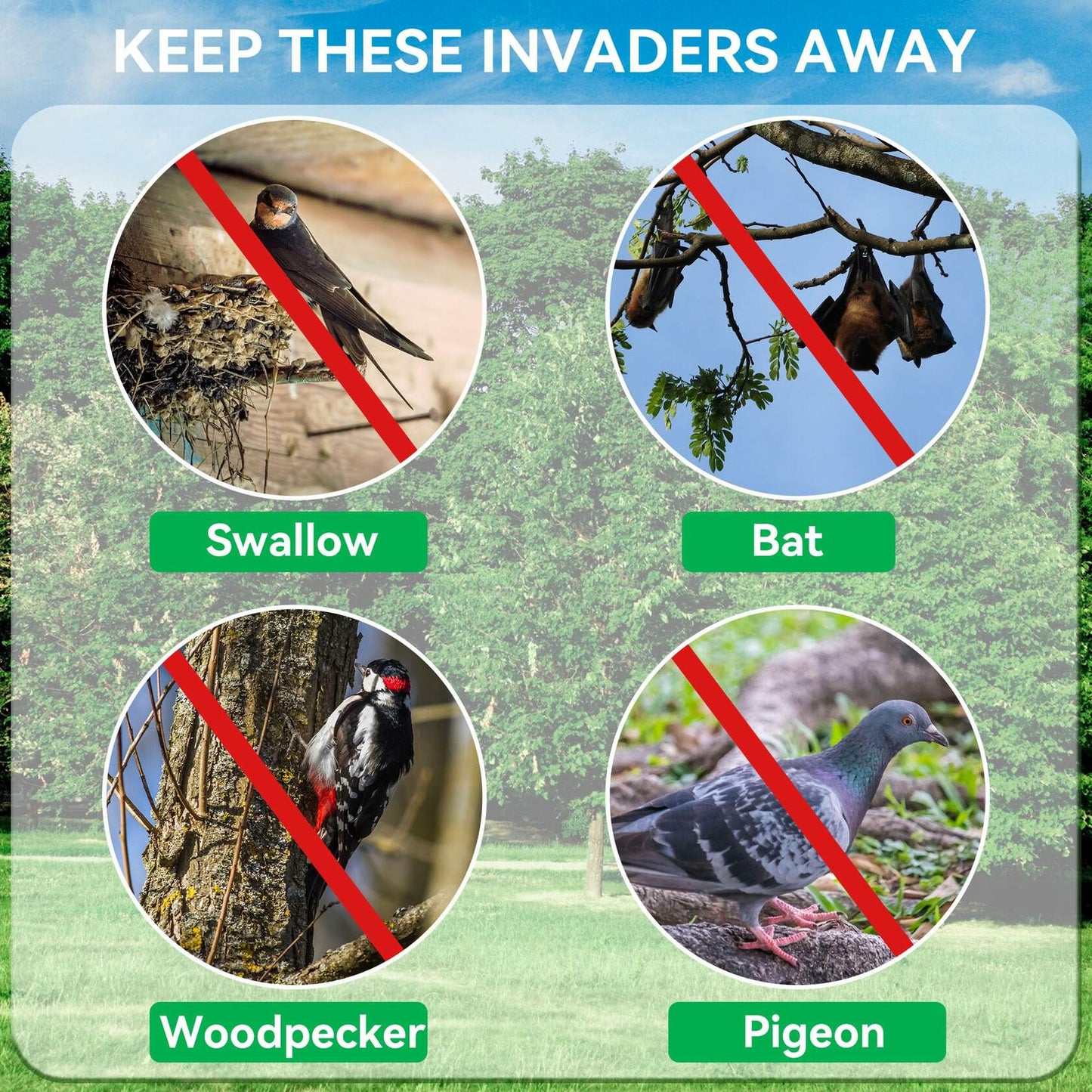 Qualirey Swallow Shield Transparent 3x11 Adhesive Strips 6 Pcs Bird Deterrent